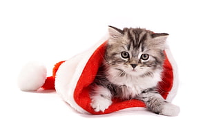 silver tabby cat on red and white cloth HD wallpaper